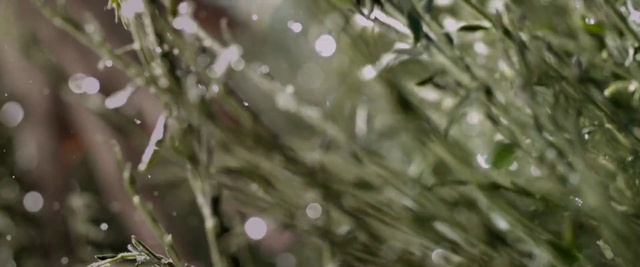 Video Reference: Twig, Terrestrial plant, Plant, Grass, Wood, Tints and shades, Pattern, Freezing, Close-up, Glass
