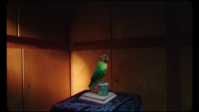 Video Reference: Bird, Beak, Wood, Feather, Natural material, Parrot, Parakeet, Wing, Rectangle, Electric blue