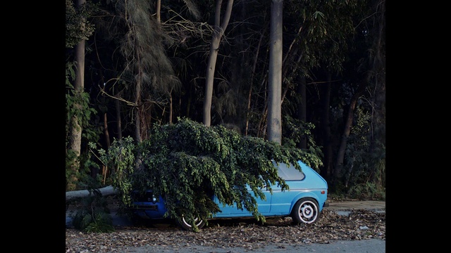 Video Reference: Tire, Wheel, Plant, Vehicle, Car, Motor vehicle, Automotive lighting, Automotive tire, Branch, Automotive exterior