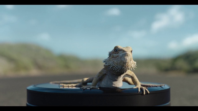 Video Reference: Sky, Cloud, Wood, Carnivore, Iguania, Sculpture, Felidae, Beak, Grass, Landscape