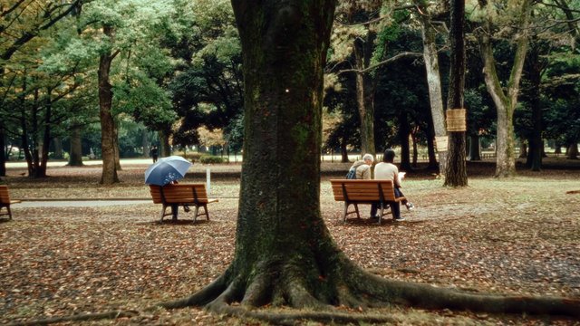 Video Reference: park, trees, benches, outdoors, people, umbrella, forest, path, leaves, relaxing, nature, daytime, public space, greenery