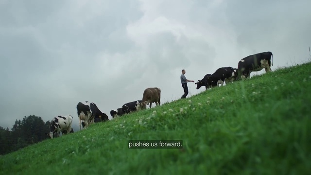 Video Reference: Sky, Cloud, Plant, Working animal, Natural landscape, Dairy cow, Meadow, Grassland, Landscape, Grazing