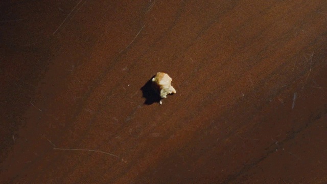 Video Reference: Brown, Wood, Fawn, Carnivore, Flooring, Tints and shades, Hardwood, Tail, Soil, Landscape