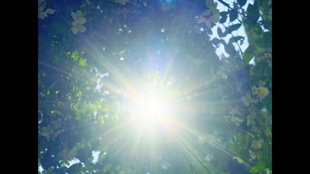 Video Reference: Water, Plant, Natural landscape, Astronomical object, People in nature, Tree, Grass, Lens flare, Circle, Rectangle