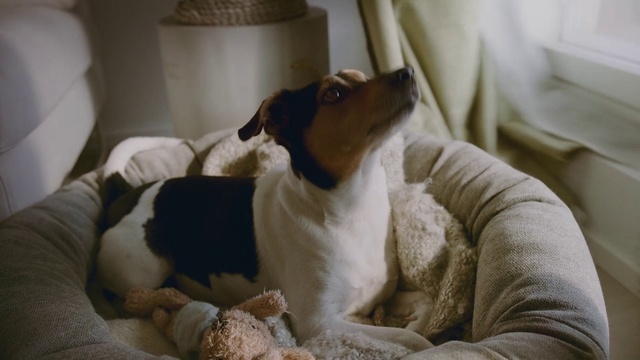 Video Reference: Dog, Comfort, Dog breed, Working animal, Companion dog, Linens, Scent hound, Room, Fur, Curtain