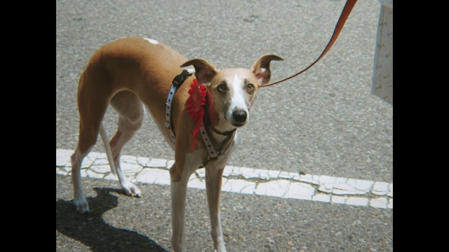 Video Reference: Dog, Dog supply, Carnivore, Collar, Dog breed, Pet supply, Companion dog, Fawn, Working animal, Dog collar