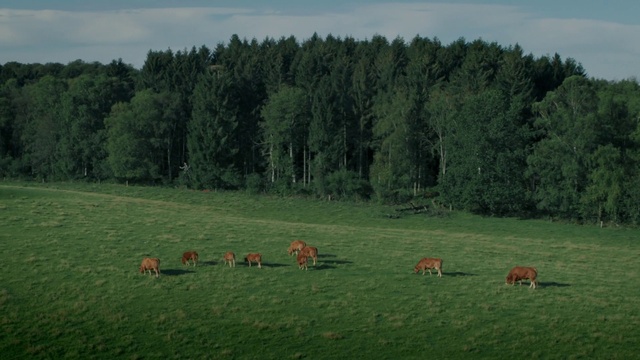 Video Reference: Plant, Sky, Cloud, Ecoregion, Tree, Natural landscape, Highland, Grass, Grassland, Grazing