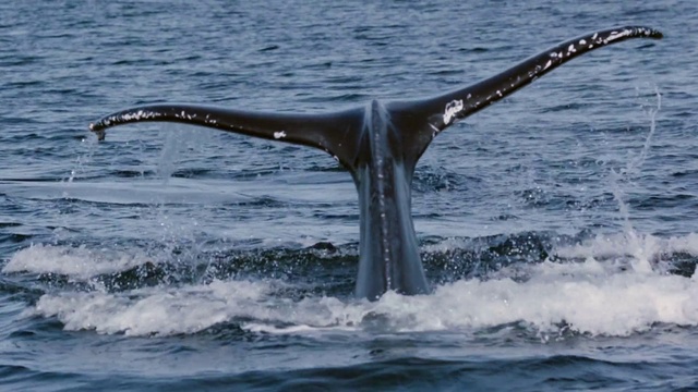 Video Reference: Water, Bird, Vertebrate, Beak, Fluid, Mammal, Lake, Wood, Wing, Seabird