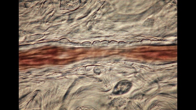 Video Reference: Water, Wood, Grass, Formation, Landscape, Wind wave, Art, Pattern, Trunk, Geology