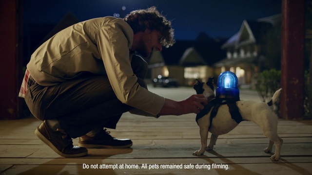 Video Reference: Dog, Flash photography, Dog breed, Carnivore, Fawn, Companion dog, Happy, Fun, Electric blue, Human leg