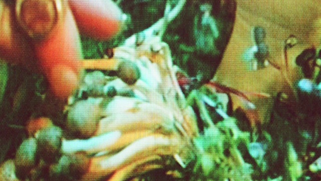 Video Reference: Musical instrument, Guitar accessory, Organism, Musician, Music, Entertainment, Guitar, Music artist, Performing arts, Event