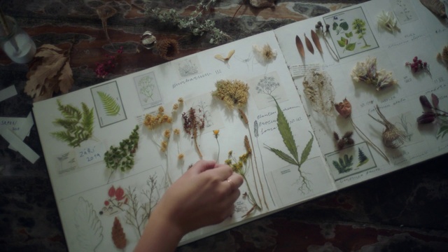 Video Reference: Botany, Plant, Textile, Organism, Flower, Art, Adaptation, Terrestrial plant, Pattern, Font