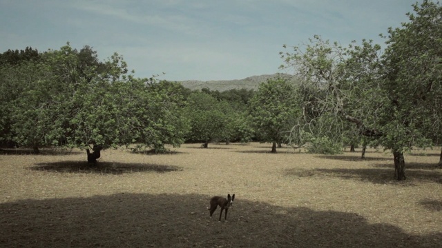 Video Reference: Sky, Plant, Natural landscape, Cloud, Tree, Fawn, Grass, Shade, Landscape, Plain