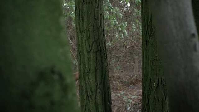 Video Reference: Plant, Wood, Terrestrial plant, Natural landscape, Trunk, Twig, Grass, Tree, Deciduous, Temperate broadleaf and mixed forest