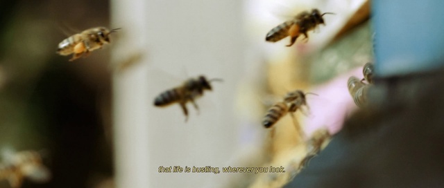 Video Reference: Pollinator, Arthropod, Insect, Honeybee, Pest, Parasite, Close-up, Macro photography, Membrane-winged insect, Bumblebee