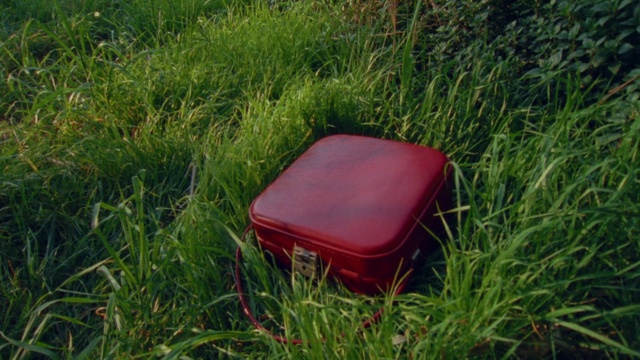 Video Reference: Plant, Grass, Rectangle, Bumper, Wood, Grassland, Tints and shades, Magenta, Lawn, Prairie