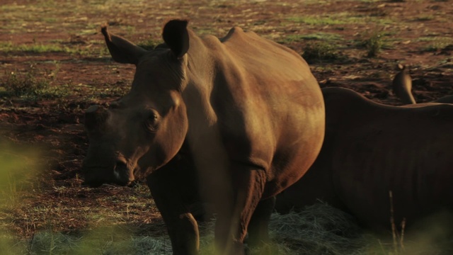 Video Reference: Rhinoceros, Black rhinoceros, White rhinoceros, Ecoregion, Grass, Natural landscape, Grassland, Terrestrial animal, Sumatran rhinoceros, Plain