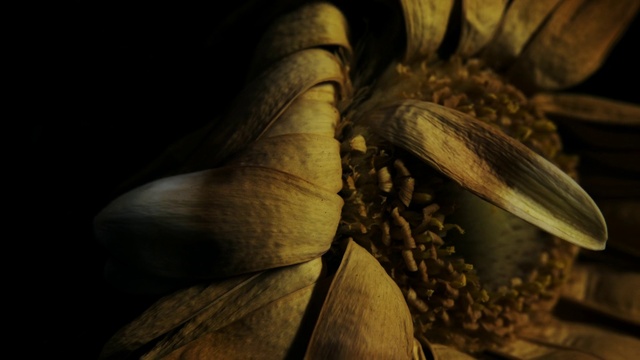 Video Reference: Flower, Plant, Petal, Flash photography, Wing, Sculpture, Tints and shades, Angel, Art, Metal