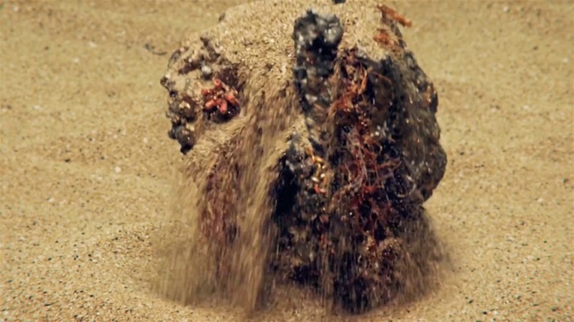 Video Reference: Ecoregion, Bull, Working animal, Terrestrial animal, Snout, Sporting Group, Landscape, Soil, Event, Canidae