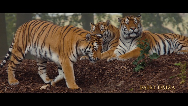 Video Reference: Hair, Head, Bengal tiger, Siberian tiger, Tiger, Eye, Vertebrate, Felidae, Natural environment, Carnivore