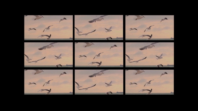 Video Reference: Bird, Sky, Photograph, Vertebrate, Nature, Black, Cloud, Atmospheric phenomenon, Morning, Adaptation