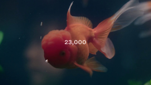 Video Reference: Water, Petal, Fin, Underwater, Fish, Marine biology, Marine invertebrates, Art, Tail, Macro photography