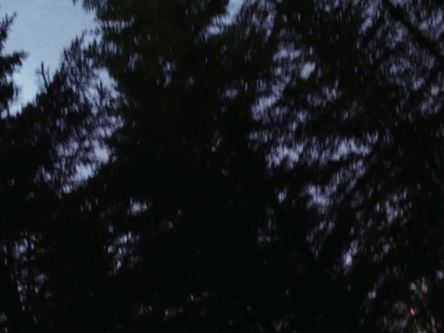 Video Reference: Terrestrial plant, Sky, Electric blue, Astronomical object, Twig, Forest, Pattern, Midnight, Water, Monochrome photography