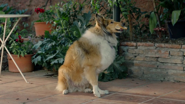 Video Reference: Plant, Dog, Carnivore, Flowerpot, Dog breed, Fawn, Companion dog, Snout, Terrestrial animal, Tail