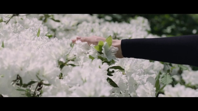 Video Reference: Flower, Plant, Petal, Gesture, Grass, Shrub, Twig, Freezing, Blossom, Tree