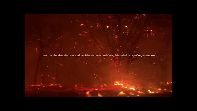 Video Reference: Fireworks, Rectangle, Amber, Font, Gas, Heat, Entertainment, Tree, Midnight, Holiday