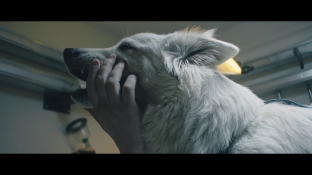 Video Reference: Dog, Dog breed, Carnivore, Jaw, Whiskers, Companion dog, Felidae, Working animal, Snout, Sporting Group