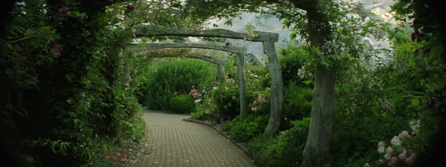 Video Reference: Plant, Plant community, Natural landscape, Flower, Road surface, Grass, Tree, Shrub, Groundcover, Landscape