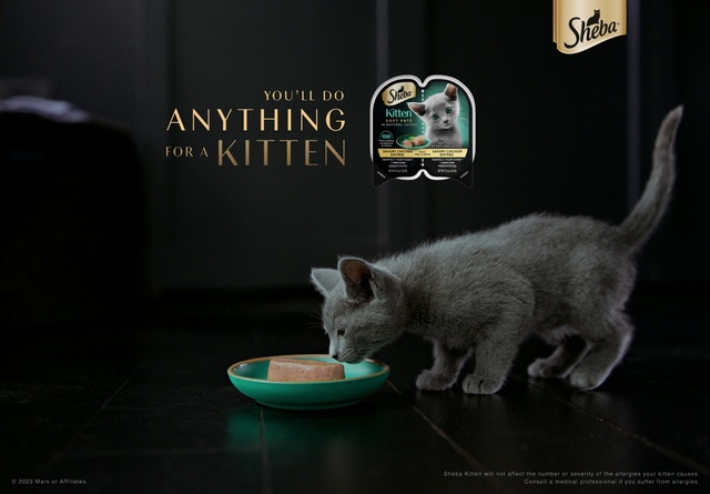 Video Reference: Cat, Felidae, Organism, Cat supply, Carnivore, Small to medium-sized cats, Whiskers, Tail, Darkness, Domestic short-haired cat