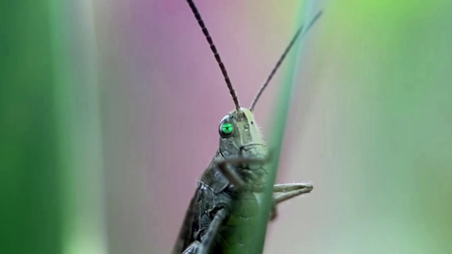Video Reference: Eye, Insect, Arthropod, Pest, Grass, Locust, Terrestrial plant, Electric blue, Cricket, Close-up