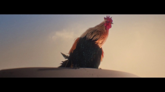 Video Reference: Bird, Sky, Cloud, Phasianidae, Comb, Chicken, Beak, Rooster, Feather, Galliformes