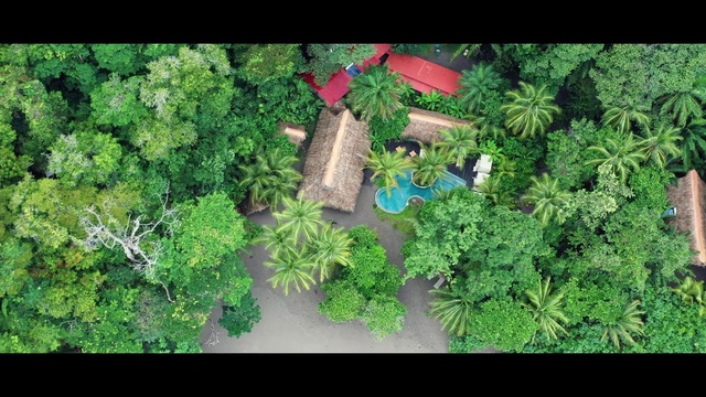 Video Reference: Plant, Terrestrial plant, Evergreen, Grass, Groundcover, Shrub, Houseplant, Toy, Tree, Font