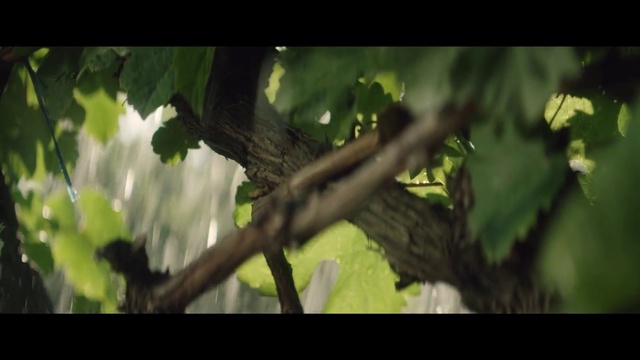 Video Reference: Plant, Terrestrial plant, Wood, Twig, Trunk, Tints and shades, Tree, Grass, Forest, Jungle
