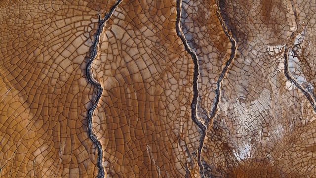 Video Reference: Brown, Wood, Pattern, Landscape, Trunk, Soil, Rock, Twig, Event, Metal