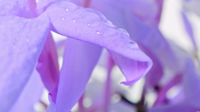 Video Reference: Flower, Plant, Purple, Petal, Violet, Terrestrial plant, Flowering plant, Electric blue, Close-up, Moisture