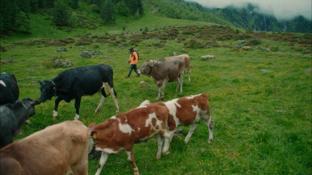 Video Reference: Plant, Nature, Natural landscape, Grass, Tree, Grassland, Rural area, Working animal, Landscape, Meadow