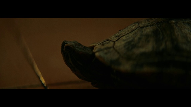 Video Reference: Reptile, Turtle, Gopher tortoise, Grey, Wood, Tortoise, Sculpture, Chelonoidis, Pond turtle, Terrestrial animal