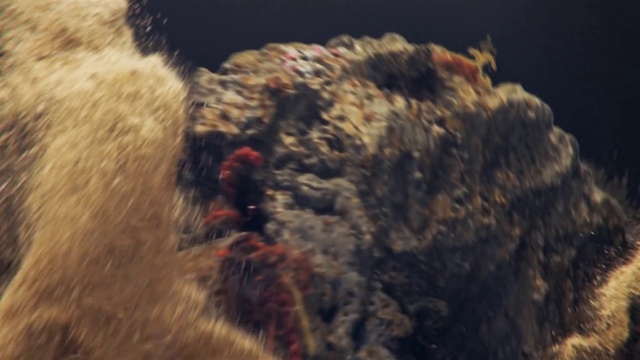 Video Reference: Organism, Felidae, Terrestrial animal, Beak, Sporting Group, Fur, Art, Small to medium-sized cats, Plant, Underwater