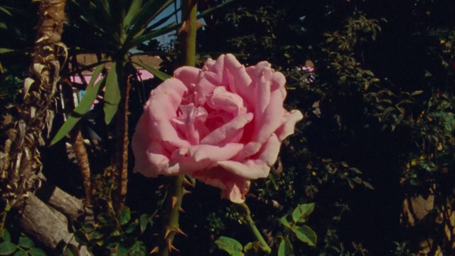 Video Reference: Flower, Plant, Petal, Hybrid tea rose, Rose, Garden roses, Grass, Rosa × centifolia, Natural landscape, Annual plant