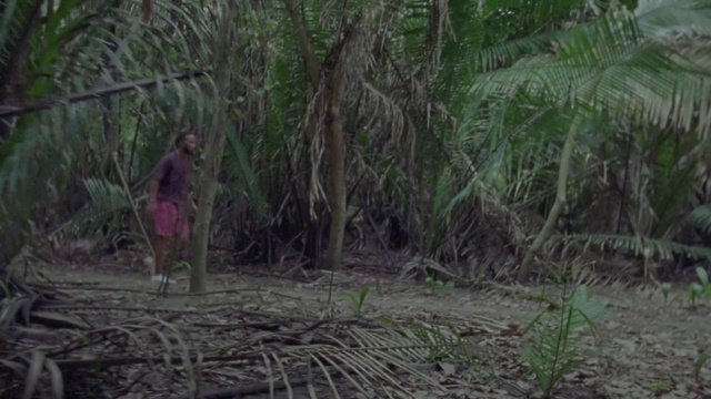 Video Reference: Plant community, Plant, Terrestrial plant, Wood, Tree, Trunk, Grass, Twig, Grass family, Natural landscape