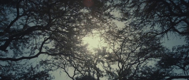 Video Reference: Cloud, Atmosphere, World, Twig, Natural landscape, Sunlight, Wood, Tree, Sky, Atmospheric phenomenon