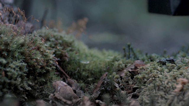 Video Reference: Plant, Terrestrial plant, Wood, Organism, Natural landscape, Twig, Grass, Groundcover, Non-vascular land plant, Landscape