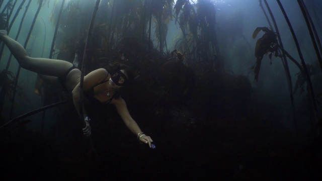 Video Reference: Water, Plant, Underwater, Natural environment, Organism, Flash photography, Sunlight, Tree, Underwater diving, Recreation