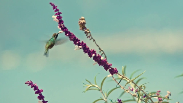 Video Reference: Sky, Flower, Plant, Branch, Pollinator, Twig, Terrestrial plant, Flowering plant, Magenta, Insect