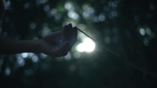 Video Reference: Atmosphere, Water, Automotive lighting, Plant, Organism, Twig, Flash photography, Sky, Tree, Astronomical object