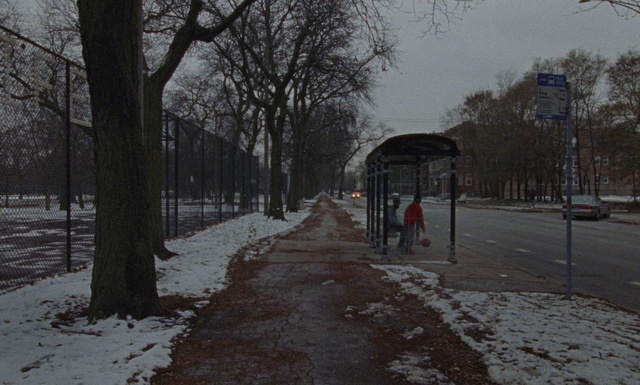 Video Reference: Plant, Sky, Leaf, Road surface, Snow, Tree, Branch, Asphalt, Street light, Thoroughfare